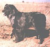 Silverledge Charlie Russell