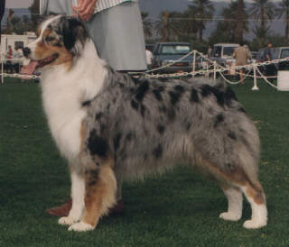 Gidget